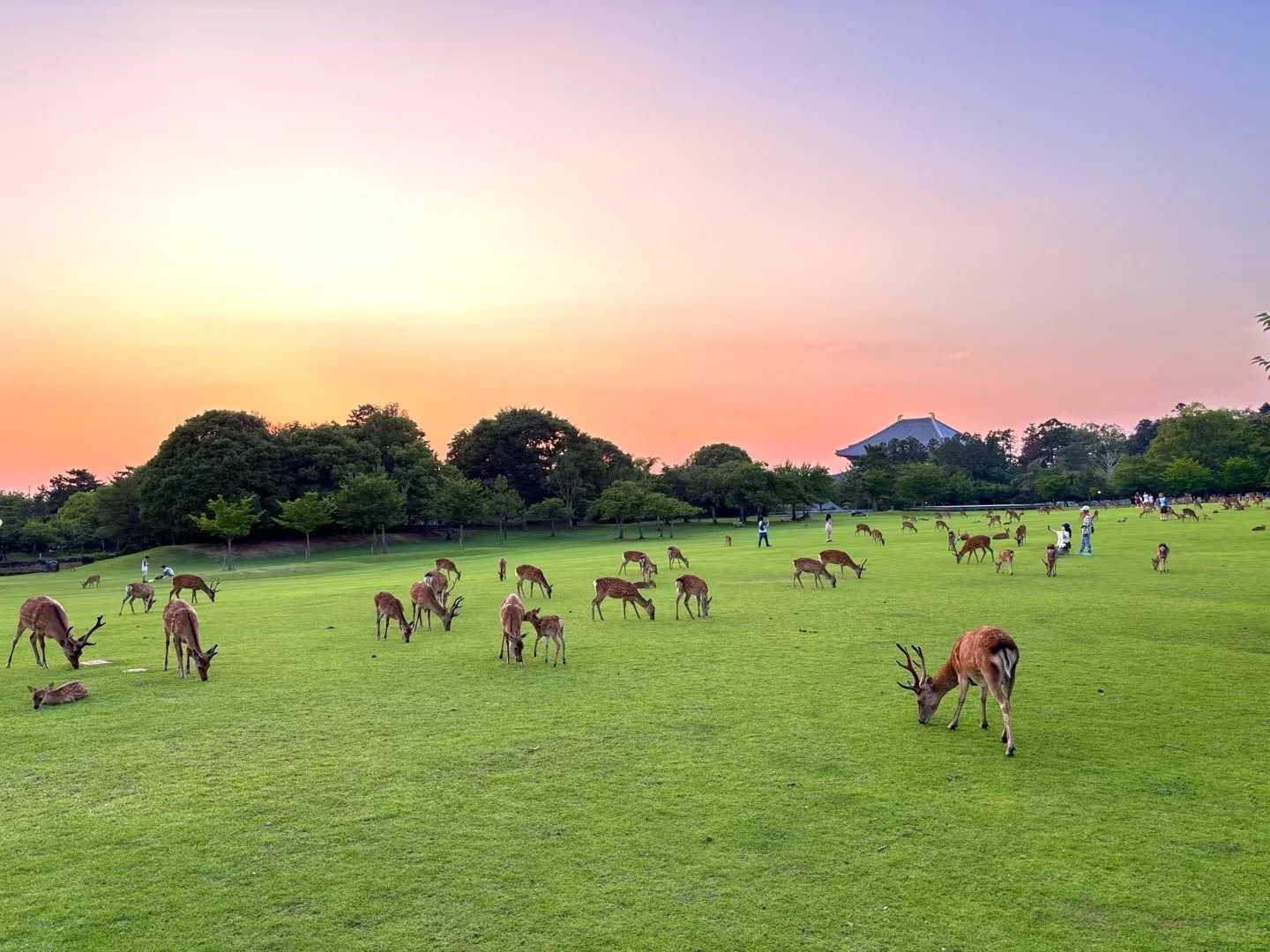 奈良公園鹿群
