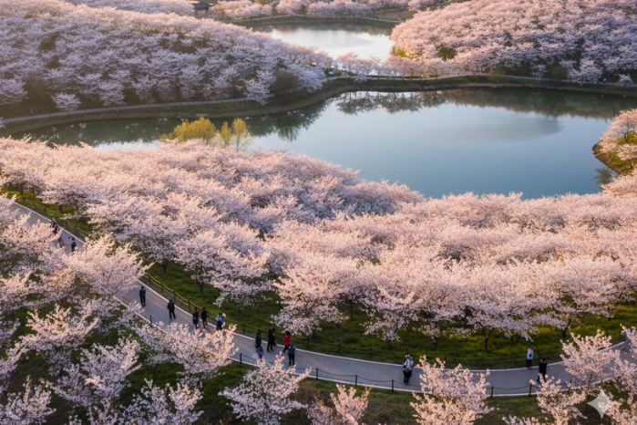 貴安平壩櫻花園