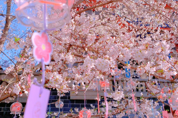 1.無錫太湖黿頭渚風景區（賞櫻花）