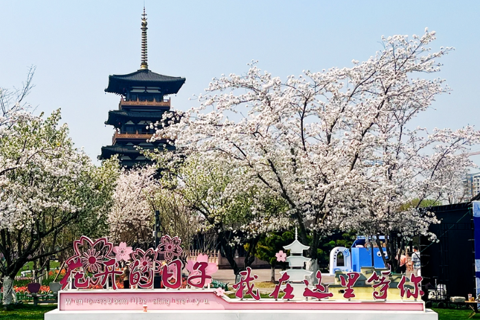 2.鍾埭櫻花小鎮