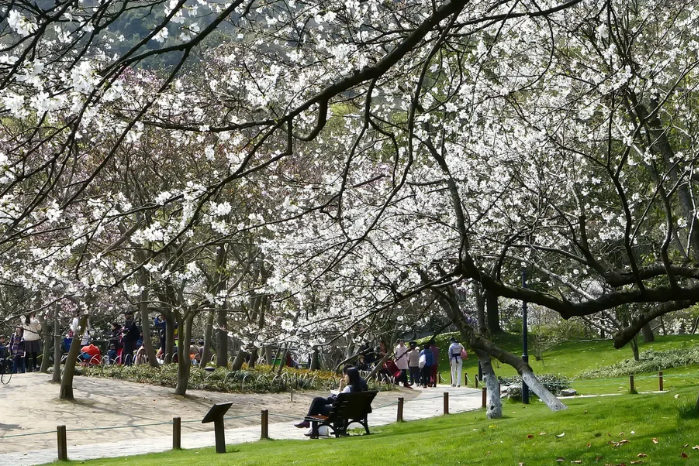 3.太子灣公園賞櫻